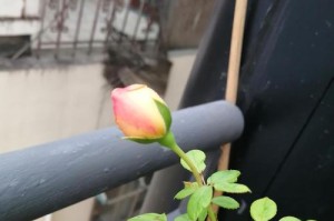 蔷薇叶子发黄该怎么办？（15个小技巧助你恢复花园美景）