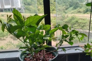 如何正确养护笔尖茉莉（掌握关键土壤条件，让笔尖茉莉茁壮成长）