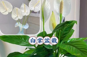 白掌开花时间及常见问题解答（多久开花一次？开花季节？如何繁殖？）