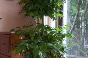 以截干的幸福树养护指南（打造独特的室内绿化风景，幸福树怎样养）