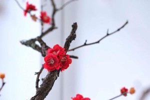 四叶草（神秘的幸运之源）