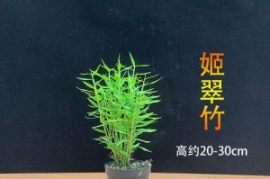 凤尾竹夏季浇水注意事项（科学浇水助力凤尾竹茁壮成长）