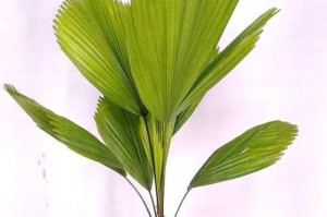 室内万年青的冬季养护攻略（保持温暖与湿度，让室内万年青度过寒冷冬季）
