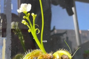 捕蝇草开花全攻略（探秘捕蝇草的生长与开花奥秘）