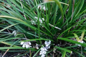 韭菜是喜阳还是喜阴植物？（探究韭菜生长的光照需求）