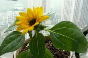 矮向日葵种植指南（一盆种几颗？如何养护？快来学习！）
