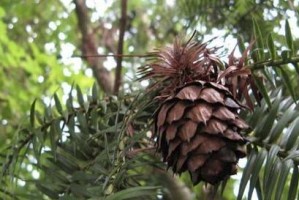 润楠的植物学特征与分类研究（裸子植物中的润楠及其分类探讨）