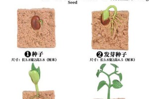 大豆生长期与丰收期（揭秘大豆生长周期及提高丰产技巧）