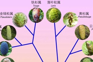 茄子的生殖方式（揭秘茄子是裸子植物的真相）