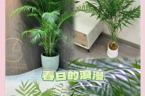 散尾葵的种植技巧与养护方法（以散尾葵怎么栽，让您的花园充满色彩）