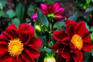 小丽花的花期及生长特性（探究小丽花的开花时间、花朵颜色和生长环境）