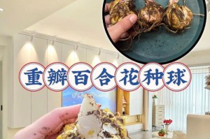 百合花开花期与特点（探究百合的花期以及不同品种的开花时间和特点）