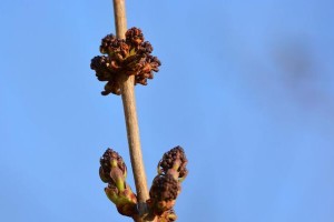 榔榆开花的美丽之谜（探秘榔榆开花现象，解析开花的样子和特征）