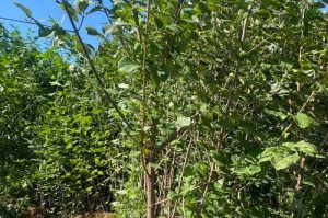 以山茱萸种子怎么种？（从种子到茂盛的山茱萸）