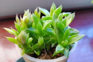 以草玉露小苗怎么养（简单养护步骤助您打造迷人花园）