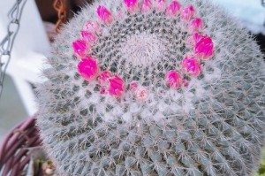 多肉植物千佛手的开花处理方法（让千佛手多肉绽放美丽花朵的秘诀）