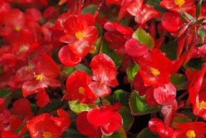 海棠开花后的护理方法（让海棠绽放更长久——教你如何正确处理海棠开花后的问题）
