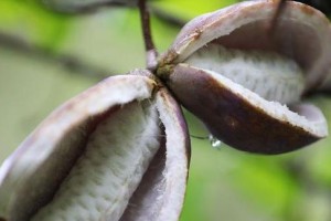 八月瓜花开花时间（探究八月瓜开花的季节和天气变化）