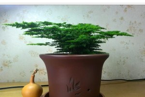 如何正确养护矮文竹