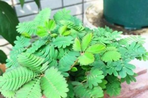 含羞草为什么能晒太阳？（解密含羞草的奇妙适应能力）