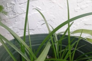 揭秘风雨兰不开花的原因（探究风雨兰生态环境和生物学特点，解析其不开花的原因）