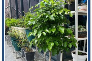 室内养幸福树的秘诀（打造幸福树绿意盎然的家居环境）