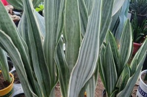 探秘虎皮兰珍贵品种（品种介绍、栽培技巧、药用价值）