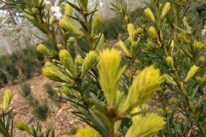 红豆杉种子发芽时间及方法（从选择到收获，完整指南）