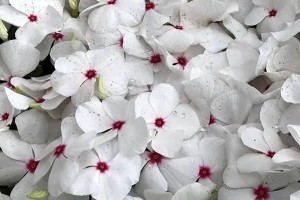 长春花耐寒温度深度解析（探究长春花最低耐寒温度，了解其适应性）