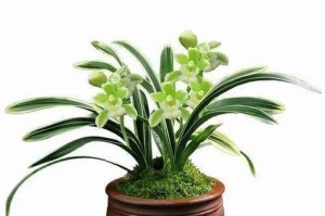 建兰喜阴还是喜阳？选择正确养护兰花（探究建兰的喜阳、喜阴特性及养护方法，养出健康美丽的兰花。）