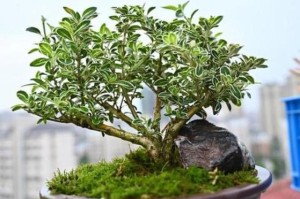 六月雪的阳光情结（阳光给她带来的幸福与力量）