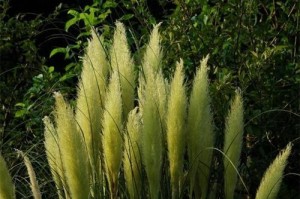 在家种芦苇，享受自然气息（芦苇种植的方法与注意事项）