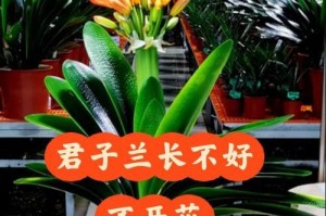 达木兰换土的时间与方法（了解最佳换土时间和正确的换土方法，让你的植物茁壮成长）