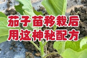 茄子成熟时间及采摘技巧（茄子采摘需要注意的事项）