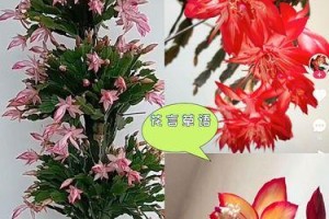 蟹爪兰夏天开花的秘密（探寻蟹爪兰生长环境与繁殖方式）