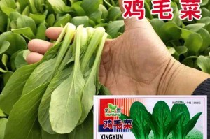 鸡毛菜是不是上海青？（探究上海青与鸡毛菜的关系，）