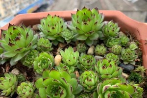 观音莲的养殖方法和注意事项（打造观赏型水生植物，快速了解观音莲的养护技巧）