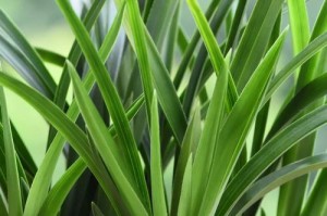 应对兰花根部水害的措施（解决兰花根部发黑的方法及注意事项）