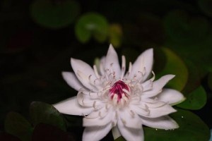 如何正确地分株睡莲（掌握技巧，让睡莲更健康）