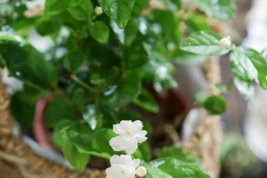 淘米水可否浇花？正确方法是什么？（了解淘米水的神奇效果，正确浇花方法一定要学）