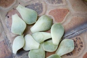 冬天白牡丹为何会掉叶子？（寒冷环境中的白牡丹叶子凋落原因及应对方法）
