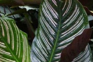 如何解决双线竹芋叶尖干枯问题（双线竹芋养护技巧）