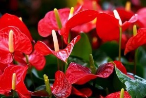 多菌灵可否用于红掌花？（探讨在红掌花上使用多菌灵的利弊分析。）