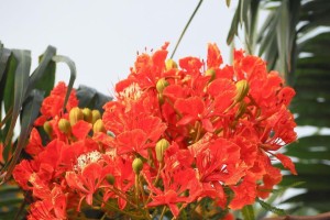 孔雀花的开花时期与花期（探究孔雀花的花期特征及生长环境）