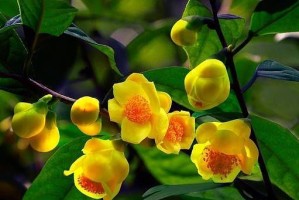 茶花的种种（解读茶花的毒性及适宜在家养护的方法）