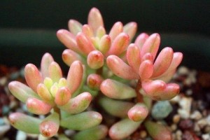 虹之玉水培可行性分析（虹之玉水培优势与注意事项）