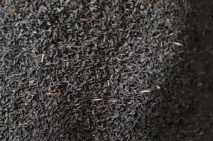 如何选择最佳的黑心菊种子播种时间？（了解黑心菊的生长周期与生态需求，确保最佳的播种时间）