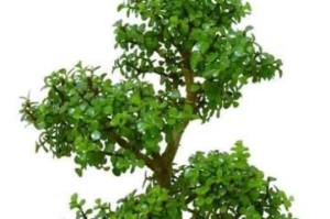 金枝玉叶花的品种及特点（探秘金枝玉叶花的外貌、生长环境及种植技巧）