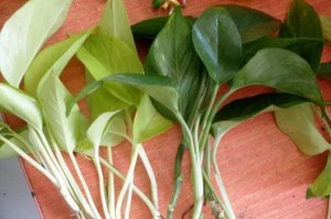 绿萝移植指南（从长根到新家，如何正确移植绿萝？）