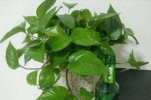 白糖能否被用来浇花？（白糖对花卉的影响和使用注意事项）
